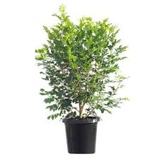 Murraya is a genus of flowering plants in the citrus family, rutaceae. Murraya Paniculata Orange Jessamine Elegant Plants
