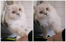 猫 タッチ し て くる