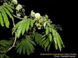 Image result for Cyclocarpa