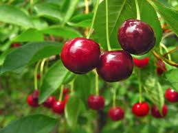 Fresh Stadelman Cherries Ready To Be Picked Cherry Tree Growing Cherry Trees Fast Growing Trees