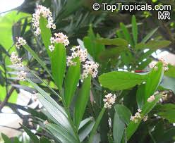 Image result for Phyllanthus udoricola