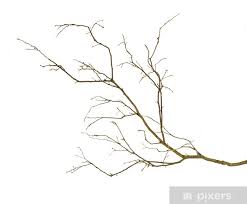 Eternal blooms with dried artificial flowers. Dry Branch Wall Mural Pixers We Live To Change