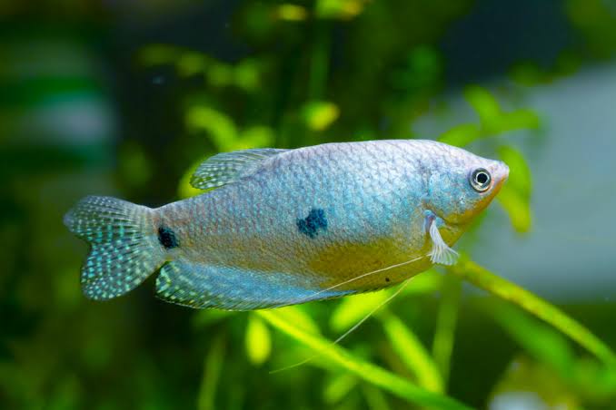 Blue Gourami | Arizona Aquatic Gardens