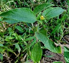 Image result for Calyptocarpus vialis