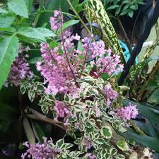 Image result for Syncolostemon
