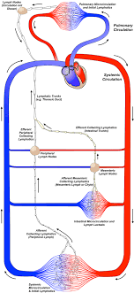 Beim laufen beispielsweise wirkt auf die achillessehne eine kraft, die acht mal so groß ist wie das eigene körpergewicht. Lymphatic Vessel Network Structure And Physiology Abstract Europe Pmc