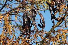 1 characteristics of carob tree. Hd Wallpaper Black Carob Ceratonia Siliqua Tree Fruit Plant Branch Wallpaper Flare