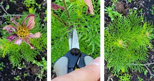 Order now & save $20. Enjoy More Flowers In Your Garden By Deadheading Regularly