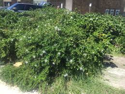 Image result for Carissa