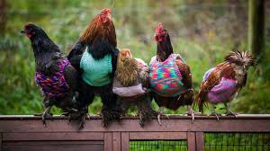 We did not find results for: Mother Daughter Team Knit Mini Sweaters For Rescued Chickens Abc News