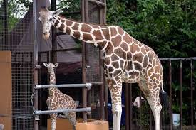 Zoo taiping & night safari , perak, malaysia. Zoo Taiping And Night Safari Offers Virtual Tour In Preparation For Opening After Mco Lifted Video