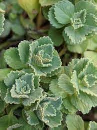 Image result for Coleus caninus