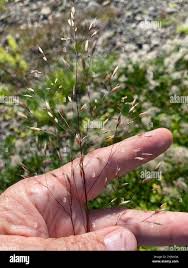 Image result for Avenella