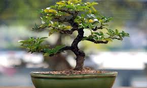 Well you're in luck, because here they come. Bonsai General Care