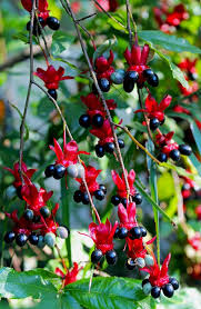 Image result for Ochna kirkii