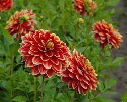 Caballero Dahlia Dahlia Flowers Secret Garden