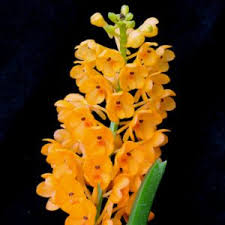 Image result for Polystachya macropoda