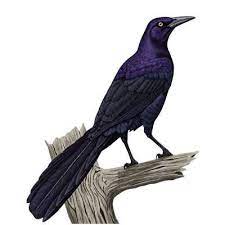 Tailed grackle black birds in arizona. Avian Infanticide In Arizona Grackle Family Life Between Two Cities