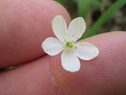 Image result for Isopyrum nipponicum