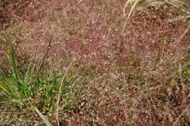 Image result for Eragrostis aspera