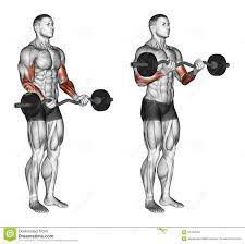 Exercising Ez Bar Curls Download From Over 62 Million High Quality Stock Photos Images Vectors Sign Up Fo Biceps Exercicios De Treino Treino Com Halteres