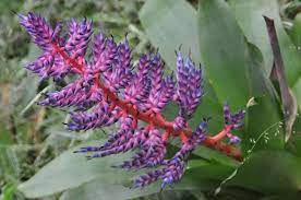 Aechmea blue tango bromeliad one tropical plant 20'' tall product information manufacturer little nest asin b08wpsw2qy customer reviews: Bromeliad Aechmea Blue Tango Garden Org