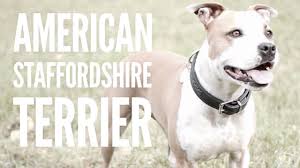 Agile, very muscular and stocky with a broad, powerful head. Der American Staffordshire Terrier Rasseportrait Youtube