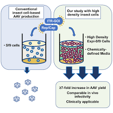 Maybe you would like to learn more about one of these? Chemically Defined High Density Insect Cell Based Expression System For Scalable Aav Vector Production Molecular Therapy Methods Clinical Development