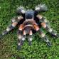 FREE Event: Creepy Crawly Encounters event image