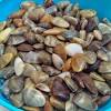 Mengenal kijing kerang sungai air tawar yang bisa dimakan youtube from i.ytimg.com. Https Encrypted Tbn0 Gstatic Com Images Q Tbn And9gct Jy1kczuivgmohv0fij9izgwbqkralio4jtdct6w1ly5hfvpj Usqp Cau