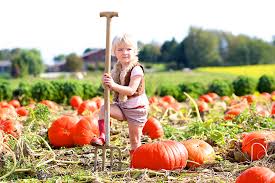 We did not find results for: The 10 Best Pumpkin Patches In Minnesota