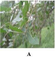 Image result for Strychnos innocua