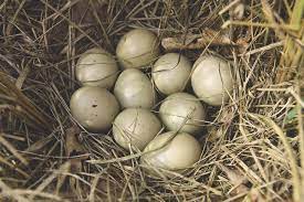 Introduction To Pheasant Eggs Pheasant Egg Supplier First Choice