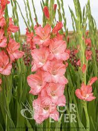 Gladiolus Big Business Gladiolus Gladiolus Flower Flowers
