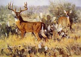 Ken Carlson Phantom Of The Flats Jpg Pinturas De Animales Animales Venado