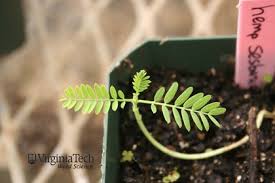 Image result for Sesbania goetzei