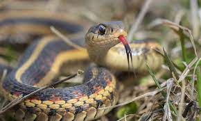 We did not find results for: Garter Snakes The Good The Bad And The Ugly