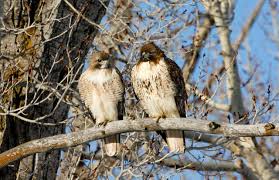 Cooper'S Hawk Identification, All About Birds, Cornell Lab Of Ornithology
