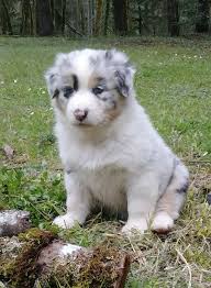 A person or thing of a specified kind. Australian Shepherds Of Oregon Mckenzie River Aussies Of Oregon