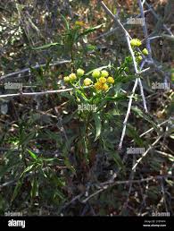 Image result for Psiadia punctulata