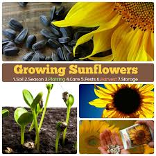 What affects the growth of sunflowers? Growing Sunflowers How To Grow Sunlowers 7 Stages Steps