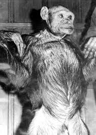 Inside Bizarre World Of Human Chimp Hybrids Humanzees As Creature Was Born Before Being Killed By Scientists In 1920s
