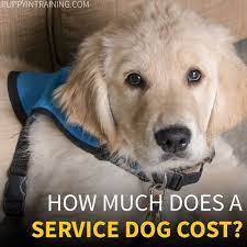 We did not find results for: How Much Does A Service Dog Cost Puppy In Training