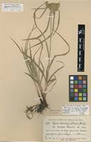 Image result for Cyperus macrocarpus
