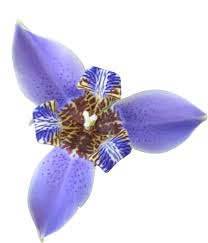 Image result for Indigofera roseo-caerulea