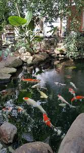 Koi Pool Fish Pond Gardens Fish Ponds Backyard Goldfish Pond