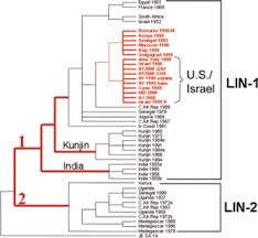 Packen sie den richtigen insektenschutz ein. West Nile Virus Wikipedia