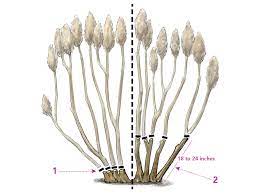 You'll need to schedule pruning hydrangeas at different times, though. Pruning Hydrangeas Finegardening
