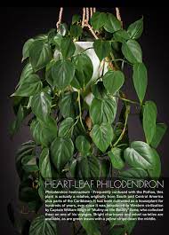 Heart Leaf Philodendron Heart Leaf Philodendron Philodendron House Plants