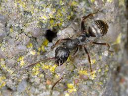 Image result for Formica fusca